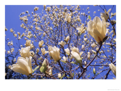 Close-Up Of A Blossoming Magnolia Tree by Henryk T. Kaiser Pricing Limited Edition Print image