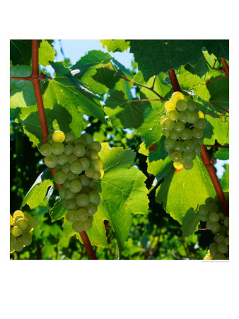 Chardonnay Grapes From The Napa Valley In California, Napa Valley, California, Usa by Wes Walker Pricing Limited Edition Print image