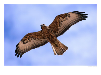 Immature Galapagos Hawk In Flight, Galapagos, Ecuador by Ralph Lee Hopkins Pricing Limited Edition Print image