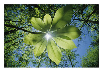Sunlight Filters Through The Leaves Of An Umbrella Tree by Raymond Gehman Pricing Limited Edition Print image
