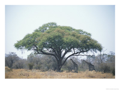 Two Giraffes Stand In The Shade Of A Large Acacia Tree by Beverly Joubert Pricing Limited Edition Print image