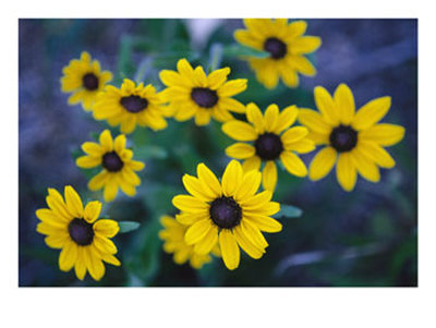 Close View Of Black-Eyed Susan Flowers by Raul Touzon Pricing Limited Edition Print image