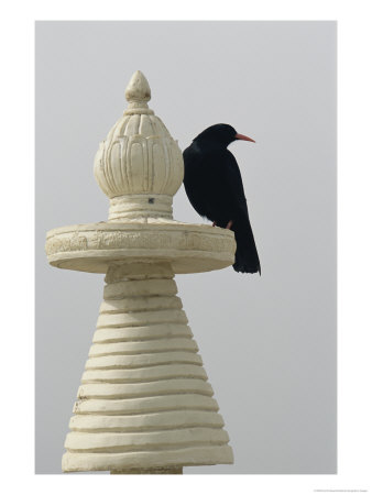 A Blackbird Perches On A Chorten, A Tibetan Stupa by David Edwards Pricing Limited Edition Print image