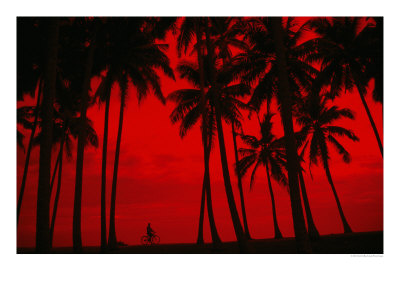 Cyclist And Palm Trees Silhouetted Against Red Sky At Sunset In Midigama, Southern, Sri Lanka by Mark Daffey Pricing Limited Edition Print image