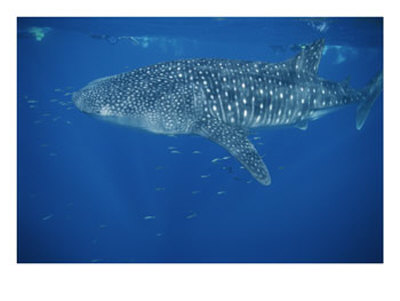 A Whale Shark In The Waters Off Western Australia by Brian J. Skerry Pricing Limited Edition Print image