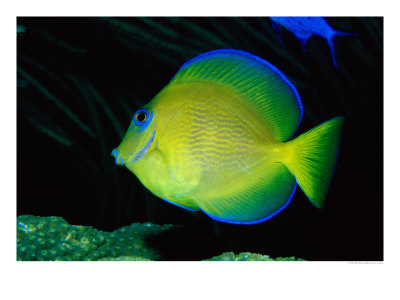 Neon Yellow Tang by Larry Lipsky Pricing Limited Edition Print image