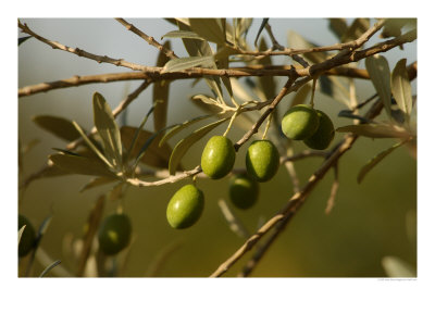 Olives, Tuscany, Italy by Keith Levit Pricing Limited Edition Print image