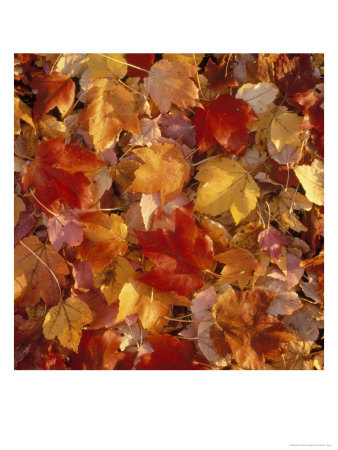 Autumn Leaves, Ma by Dave L. Ryan Pricing Limited Edition Print image