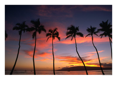 Coconut Palms And The Island Of Lanai At Sunset From The Seawall On Front Street, Lahaina, Maui by Karl Lehmann Pricing Limited Edition Print image