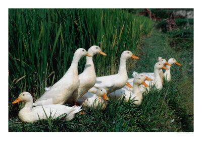 Ducks Enjoy A Quiet Resting Place Amongst The Rice Paddies In West Bali, Indonesia by Gregory Adams Pricing Limited Edition Print image