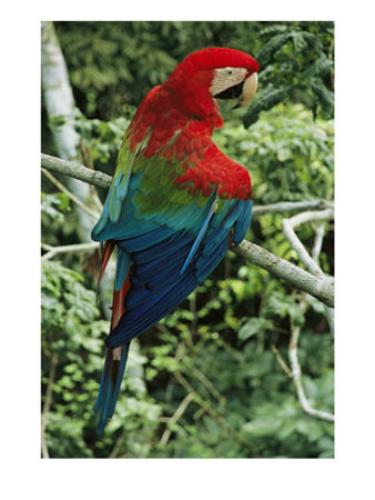 A Scarlet Macaw Sits On A Tree Branch In Venezuela by Ed George Pricing Limited Edition Print image