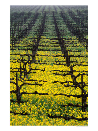 Rows Of Grape Vines In One Of Napa Valley Vineyards, Napa Valley, Usa by Oliver Strewe Pricing Limited Edition Print image