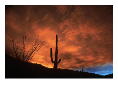 Cactus & Sunrise, Sonoran Desert, Az by David Ennis Pricing Limited Edition Print image