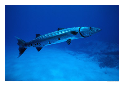 Giant Barracuda, Fl by Mike Mesgleski Pricing Limited Edition Print image