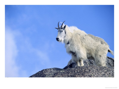 Mountain Goat, Mt. Evans, Co by Karen Schulman Pricing Limited Edition Print image