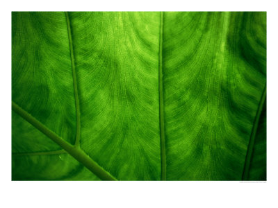 Leaf Detail, Rarotonga, Cook Islands by Gareth Mccormack Pricing Limited Edition Print image