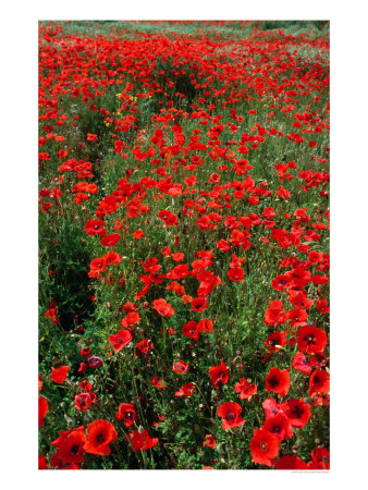 Field Of Red Poppies In Chianti Region, Tuscany, Italy by John Hay Pricing Limited Edition Print image