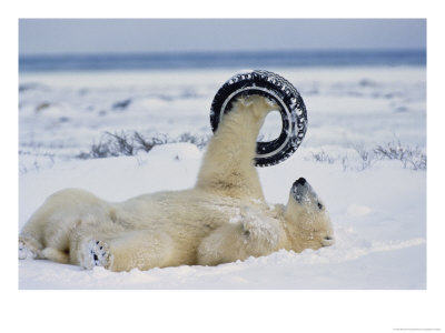 A Polar Bear Plays With An Old Tire by Norbert Rosing Pricing Limited Edition Print image