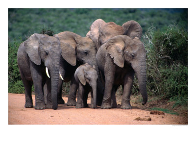 Elephant Family, Addo Elephant National Park, Eastern Cape, South Africa by Carol Polich Pricing Limited Edition Print image