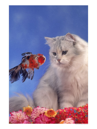 Cat Looking At Fish Through Fish Tank by Richard Stacks Pricing Limited Edition Print image