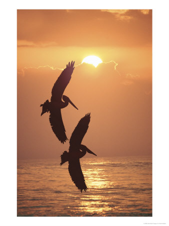 Pelicans, Darwin, Australia by Jacob Halaska Pricing Limited Edition Print image