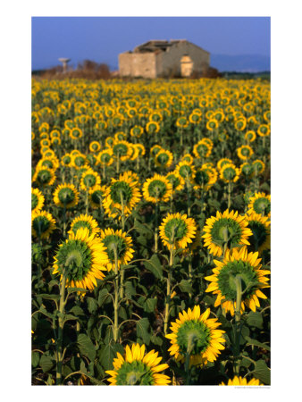 Field Of Sunflowers, Oristano, Sardinia, Italy by Dallas Stribley Pricing Limited Edition Print image