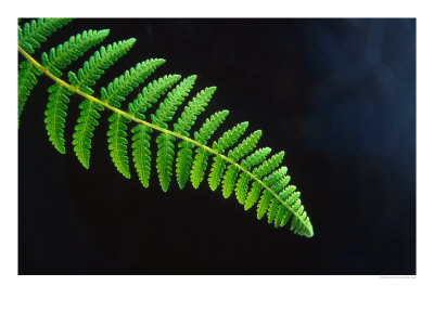 Fern Frond Of Ponga Tree Fern, New Zealand by David Wall Pricing Limited Edition Print image