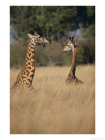 A Pair Of Masai Giraffes Stand Above The Brush by Roy Toft Pricing Limited Edition Print image