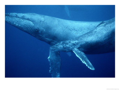 An Adult And Juvenile Humpback Whale Glide Through The Water by Wolcott Henry Pricing Limited Edition Print image