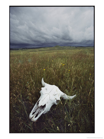 A Lone Bison Skull Nestled In The Grasses Of Custer State Park by Annie Griffiths Belt Pricing Limited Edition Print image