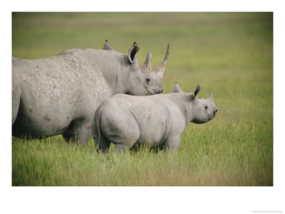 Black Rhinoceroses In The Grasslands Of Ngorongoro Crater by Beverly Joubert Pricing Limited Edition Print image