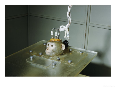Monkey Being Used In Research by Dean Conger Pricing Limited Edition Print image