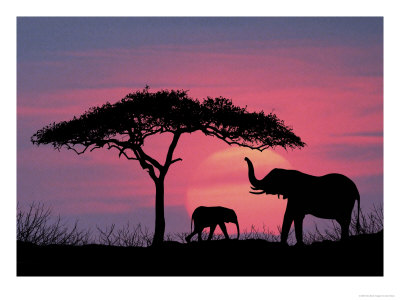 Silhouette Of Elephants And Tree by David Davis Pricing Limited Edition Print image