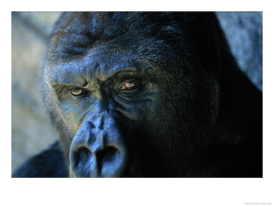 Close View Of A Gorilla by Joel Sartore Pricing Limited Edition Print image