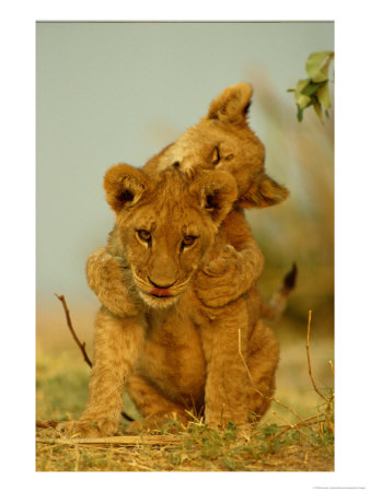 Two African Lion Cubs Playing by Beverly Joubert Pricing Limited Edition Print image