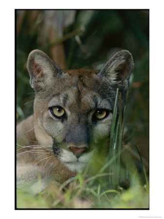 Florida Panther by Michael Nichols Pricing Limited Edition Print image
