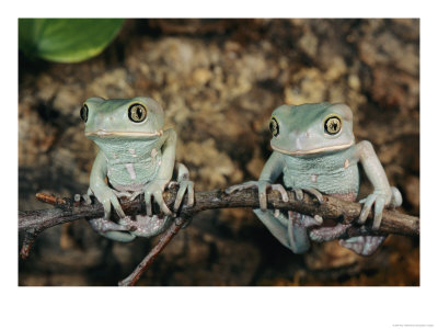 Captive Waxy Monkey Tree Frogs On A Small Branch by Roy Toft Pricing Limited Edition Print image