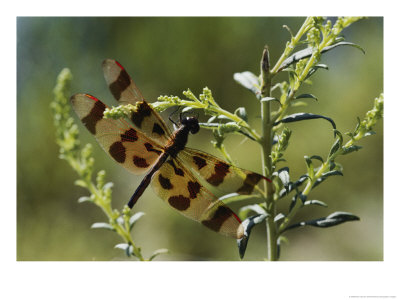 Skimmer Resting On A Weed With Wings Outstretched by Brian Gordon Green Pricing Limited Edition Print image