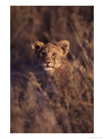 African Lion Cub, Panthera Leo by Robert Franz Pricing Limited Edition Print image