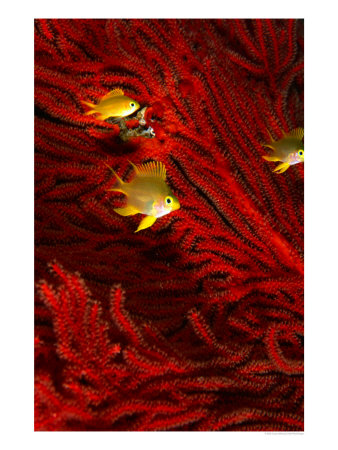 Juvenile Golden Damsels In Branches Of Red Seafan In Fantasy Dome, Fiji by Casey Mahaney Pricing Limited Edition Print image