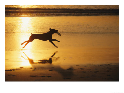 A Pet Dog Runs With A Frisbee On A Beach by Bill Curtsinger Pricing Limited Edition Print image