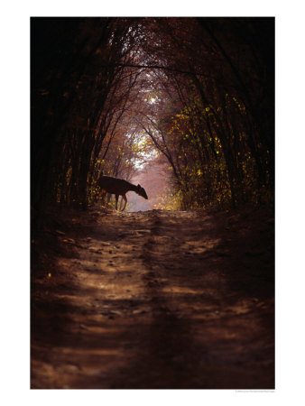 Sambar Deer (Cervus Unicolor) In Forest, Sri Lanka by Lawrence Worcester Pricing Limited Edition Print image