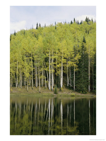 Autumn Colored Aspen Trees Cast Reflections In A Lake by Gordon Wiltsie Pricing Limited Edition Print image