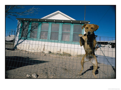 A Dog Poses For His Portrait Outside A Home In Mentone by Jodi Cobb Pricing Limited Edition Print image