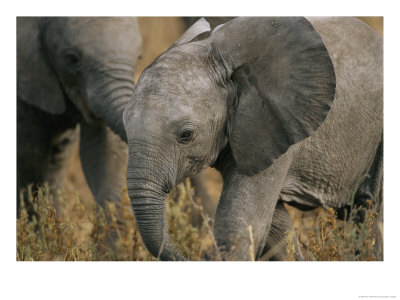 Two Juvenile African Elephants Play Together by Roy Toft Pricing Limited Edition Print image