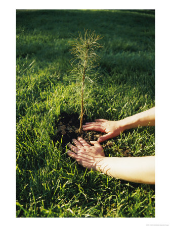 A Person Plants A Tree Seedling by Scott Sroka Pricing Limited Edition Print image