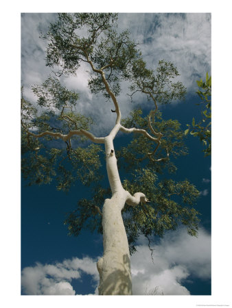 View Looking Up The Trunk Of A Ghost Gum Tree by Richard Nowitz Pricing Limited Edition Print image