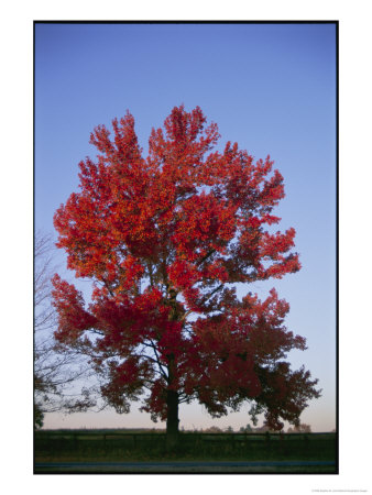A Colorful Tree Catches The Last Light From The Setting Sun by Stephen St. John Pricing Limited Edition Print image