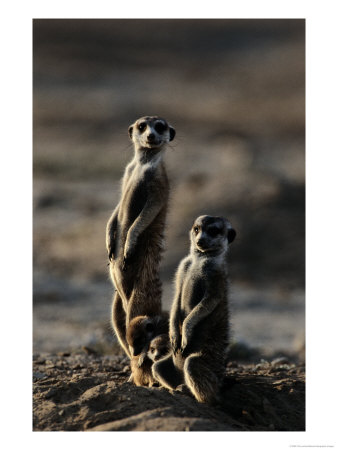 Suricates Stand Alert To Danger With Their Young At Their Feet by Chris Johns Pricing Limited Edition Print image