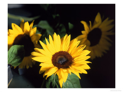 Sunflowers by Rick Kooker Pricing Limited Edition Print image